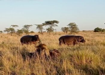 lions strangling a baby hippo