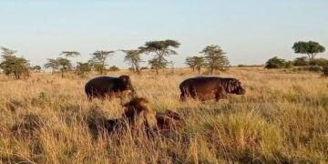 lions strangling a baby hippo