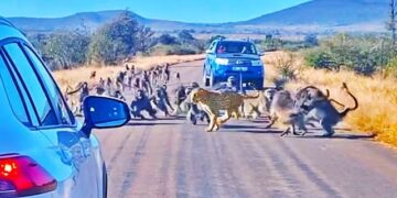 troop of baboons