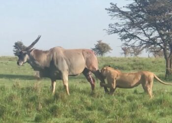 Lion hunts the biggest antelope in the world