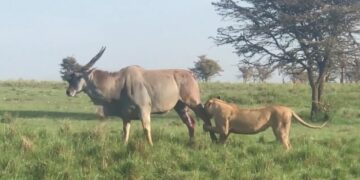 Lion hunts the biggest antelope in the world