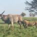 Lion hunts the biggest antelope in the world