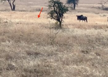 Wildebeests literally walks right into a lioness