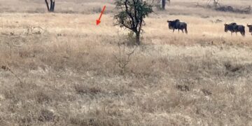 Wildebeests literally walks right into a lioness