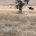 Wildebeests literally walks right into a lioness