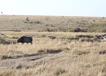 Bull and lionesses