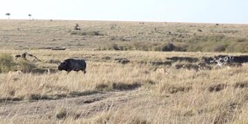 Bull and lionesses