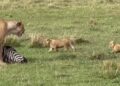 lion cubs