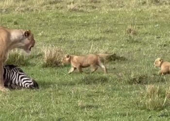 lion cubs