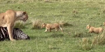 lion cubs