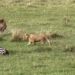 lion cubs