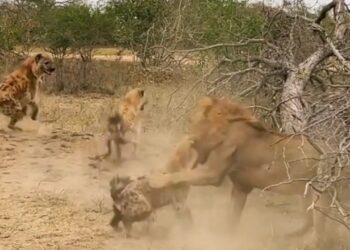 Male lion attacks hyena