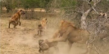 Male lion attacks hyena