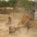 Male lion attacks hyena