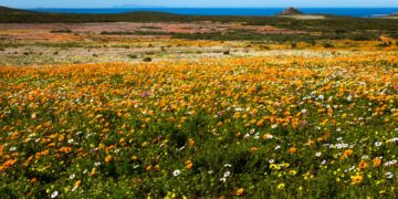 west coast national park flowers