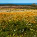 west coast national park flowers