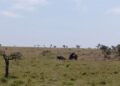 buffalo