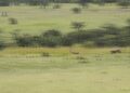gazelle