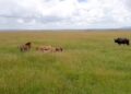 Lions intimidate lone buffalo