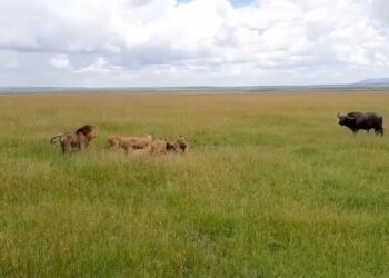 Lions intimidate lone buffalo