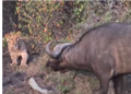 Buffalo and lion cubs stand off