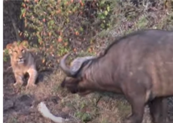 Buffalo and lion cubs stand off