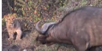 Buffalo and lion cubs stand off