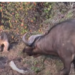 Buffalo and lion cubs stand off