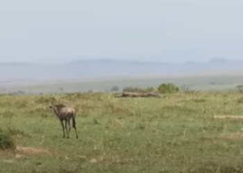 wildebeest