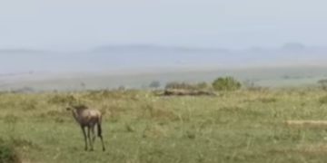 wildebeest