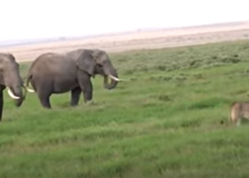 elephant chases