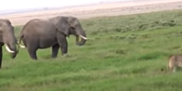 elephant chases