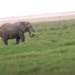 elephant chases