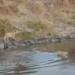 crocodile infested river