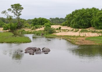 national parks week kruger national park