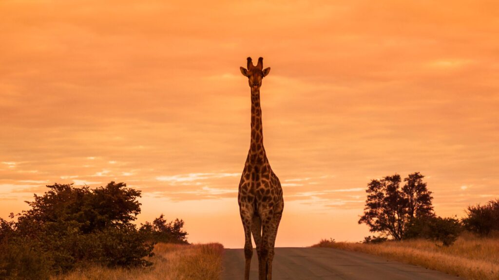 kruger national park wonders