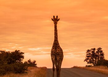 kruger national park wonders