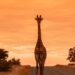 kruger national park wonders