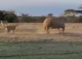 rhino