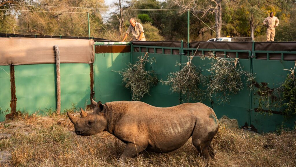 zinave national park rhinos