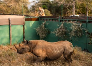 zinave national park rhinos