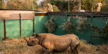 zinave national park rhinos