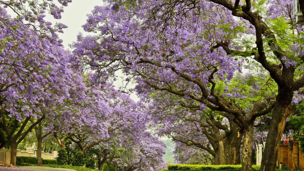 pretoria spring