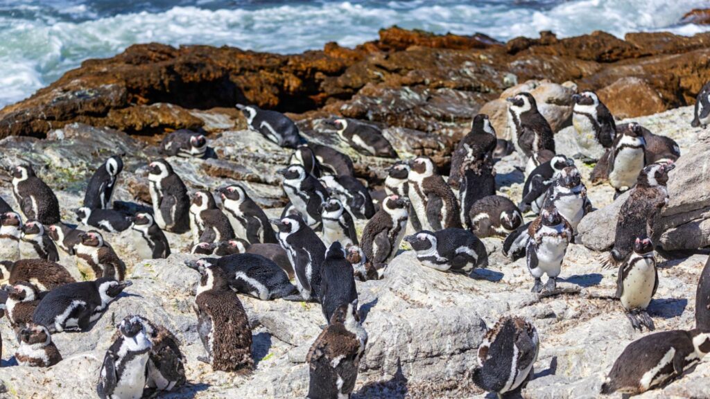 betty's bay western cape